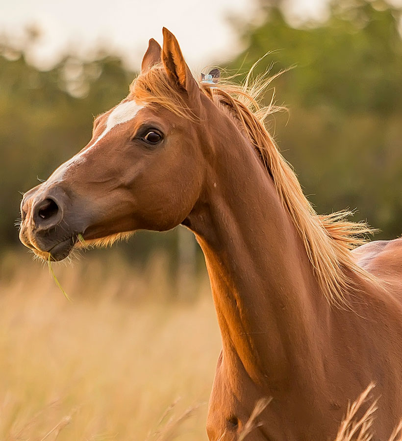 Horse galloping in a field